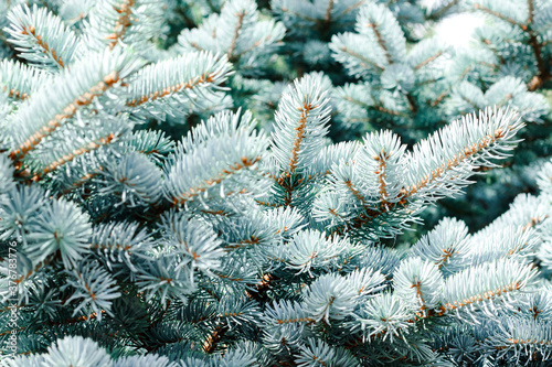 Blue spruce background. Coniferous tree. Nature  Christmas  New Year  seasonal concept. Selective focus. 