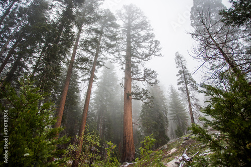Low angle view of trees in Sequoia National Park