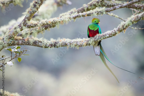 Resplendent quetzal perching on branch photo