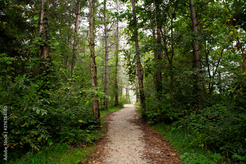 Empty path passing through forest Empty path passing through forest