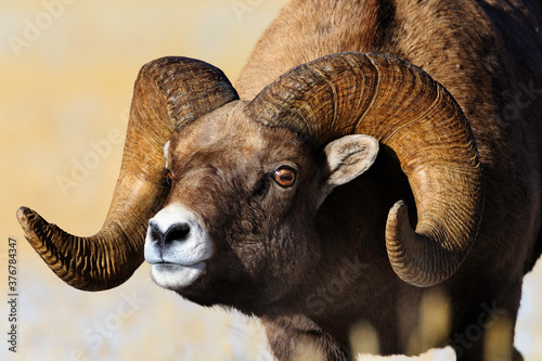 Close up of bighorn sheep