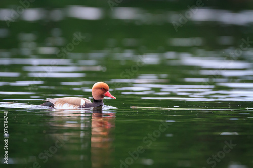 Red crested pochard swimming in lake photo