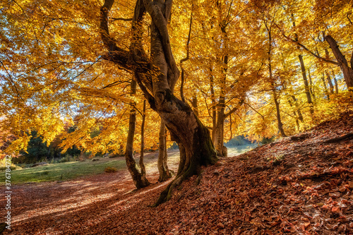 Sun rays through autumn trees. Natural fall landscape in the forest. Fall for...