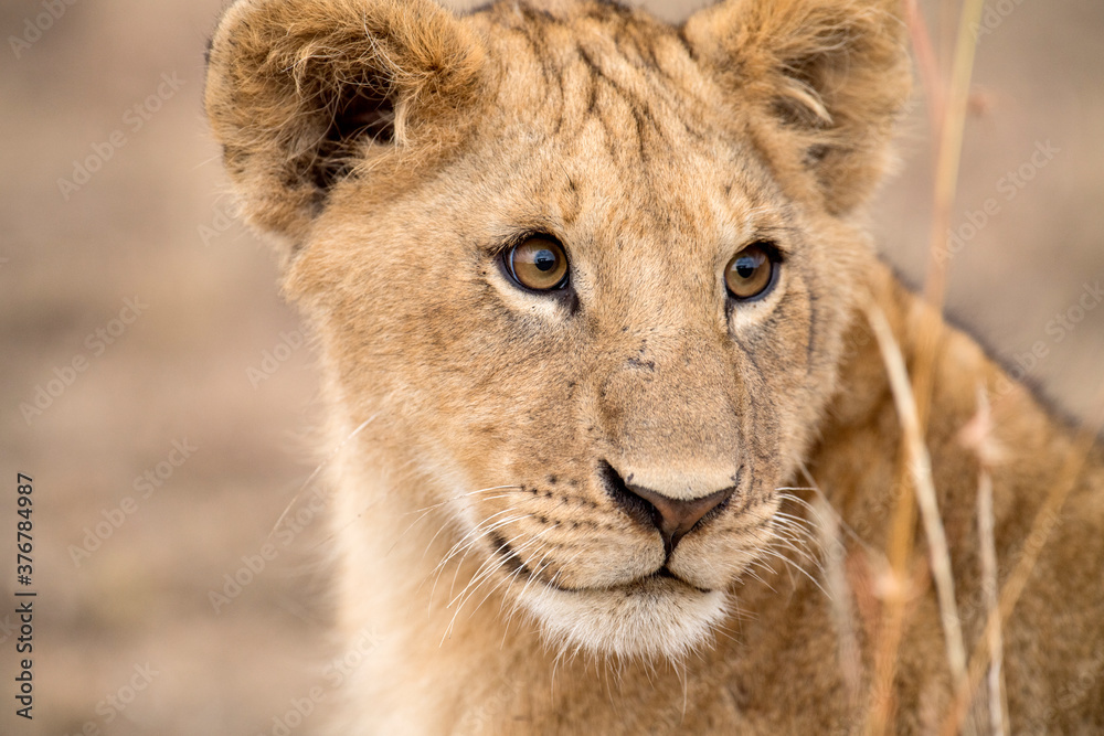 Close up of lion cub Close up of lion cub
