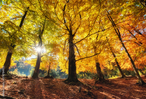 Sun rays through autumn trees. Natural fall landscape in the forest. Fall forest and sun as a background. Fall - image