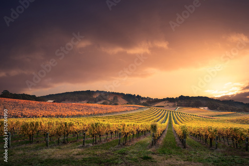 View of vineyard against sky during sunset photo