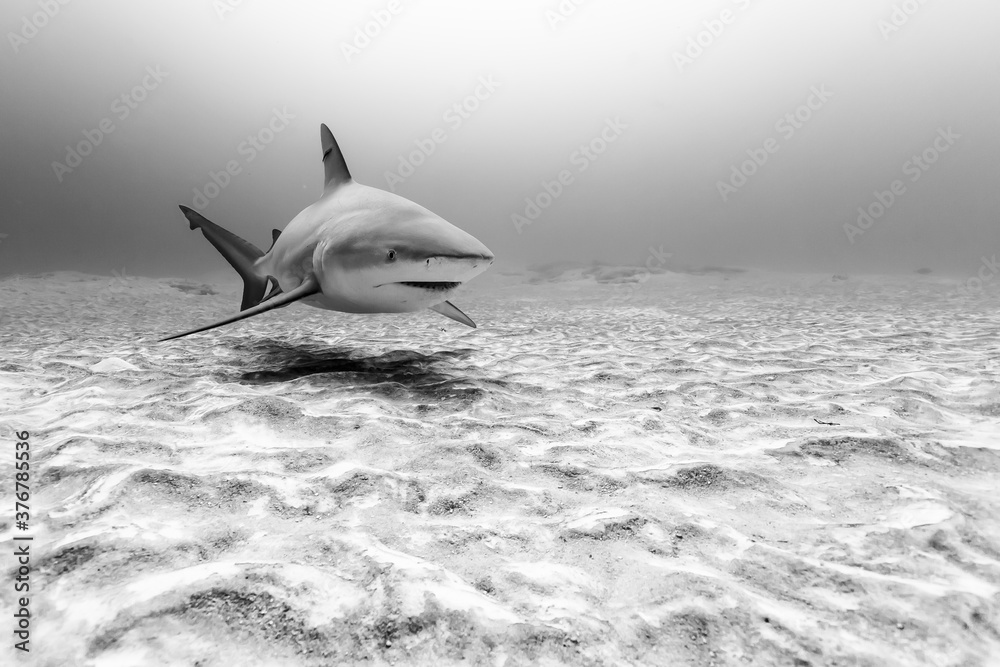 Bull shark swimming in sea Stock Photo | Adobe Stock