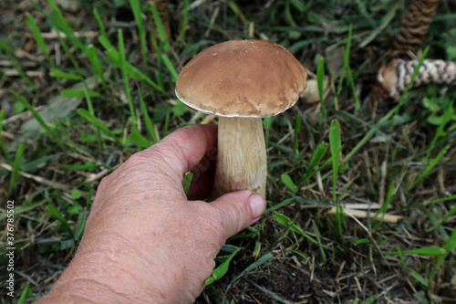 Hand reaching for a young strong boletus, close-up, side view