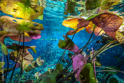 Water lilies on surface of cenote, Mexico