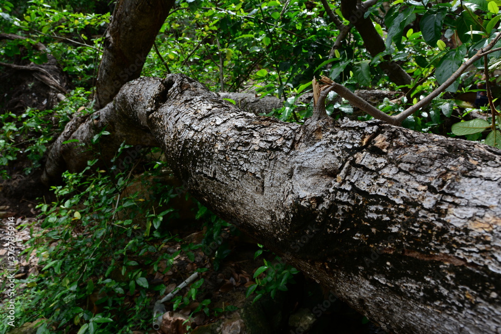 Obraz premium old tree trunk