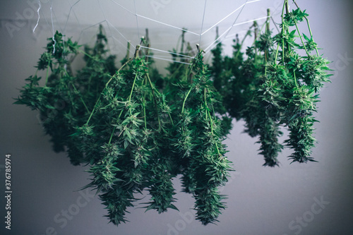 Marijuana hanging to dry on net