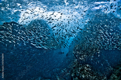 View of shoal of sardine fish swimming in sea