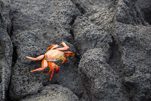 Close up of sally lightfoot crab crawling over lava rock photo