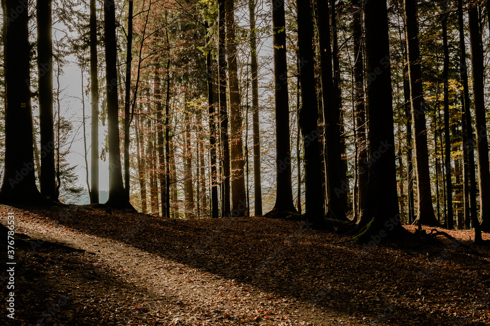 Obraz premium forest in autumn