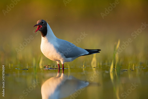 Close up of black headed gull