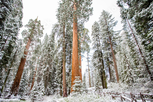 Low angle view of Giant sequoia trees