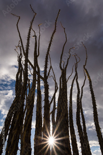 Sun shining through ocotillo cactus in Big Bend National Park photo
