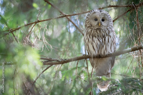 Close up of ural owl perching on branch