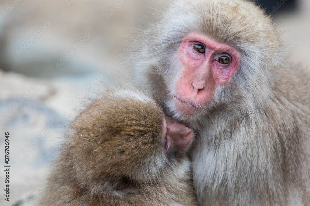 Portrait of Japanese macaque embracing infant Portrait of Japanese macaque embracing infant
