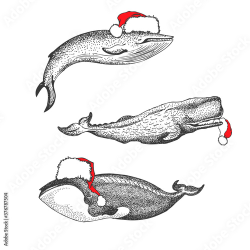 Set of whales in Santa Claus hat isolated on white background. Sperm whale, blue whale and Greenland right whale illustration.  Vector  photo
