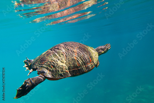 Red bellied cooter in Hunter Springs, Crystal River, Florida photo