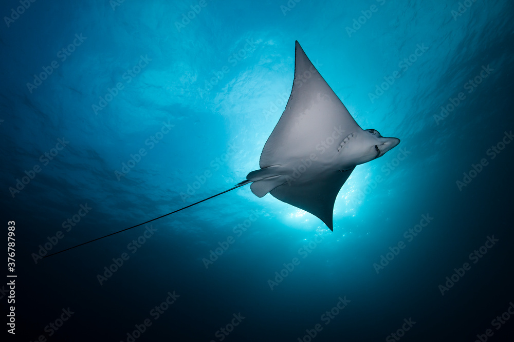 Low angle view of eagly ray swimming in sea