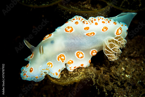 Close up of doridoidea in sea photo