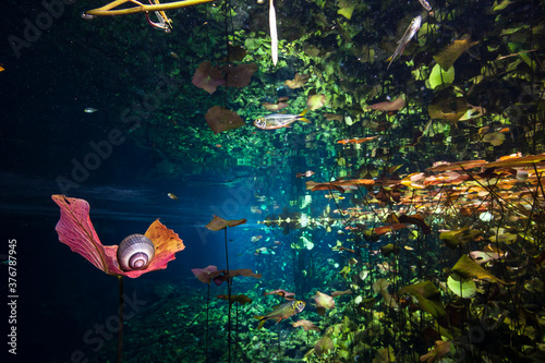 Snail resting on top of water plant with some Mexican tetra fish swimming in cenote