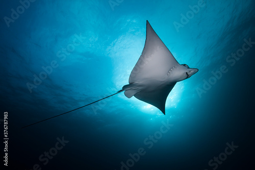 Low angle view of eagly ray swimming in sea photo