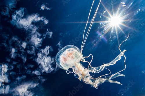 Jellyfish swimming in Pacific Ocean photo