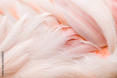 Close up of Chilean flamingo's feather photo