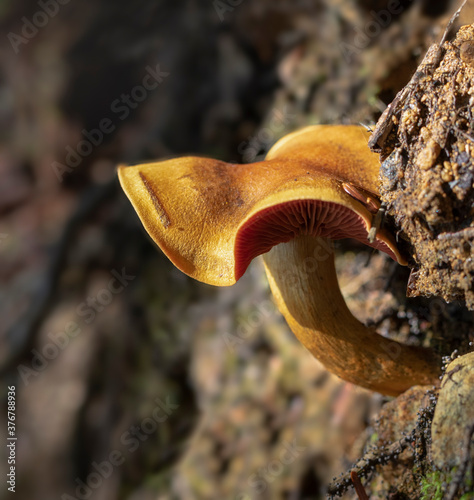 jack-o-lantern mushroom (Omphalotus illudens) photo