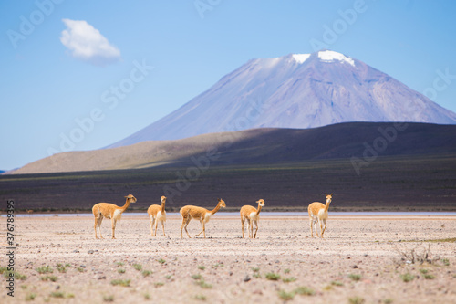 Herd of vicuna standing on desert landscape in Peru photo