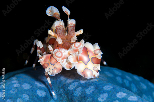 Harlequin shrimp on blue sea star photo