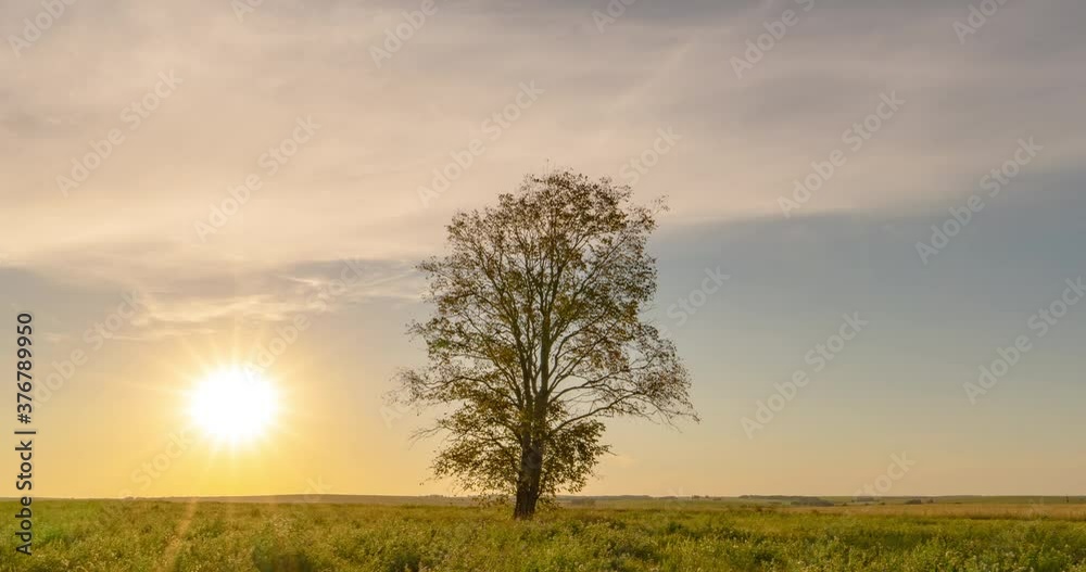 Tree hyperlapse in the field during dawn, beautiful autumn landscape, timelapse in the field Tree hyperlapse in the field during dawn, beautiful autumn landscape, timelapse in the field