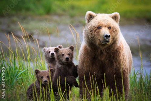 Brown bear with cubs in Lake Clark National Park and Preserve photo
