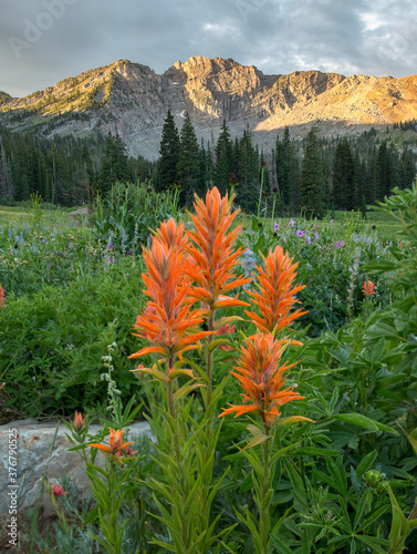 Indian paintbrush in Albion Basin during sunrise against Devil's Castle
