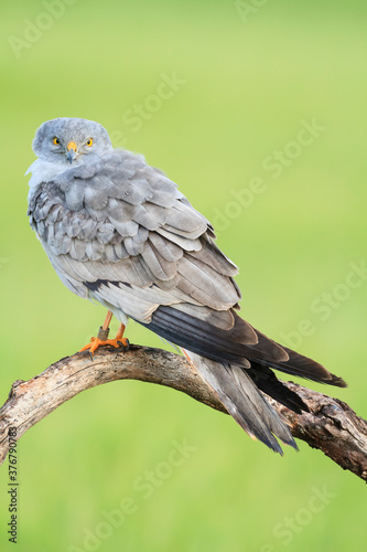 Close up of montagu's harrier photo