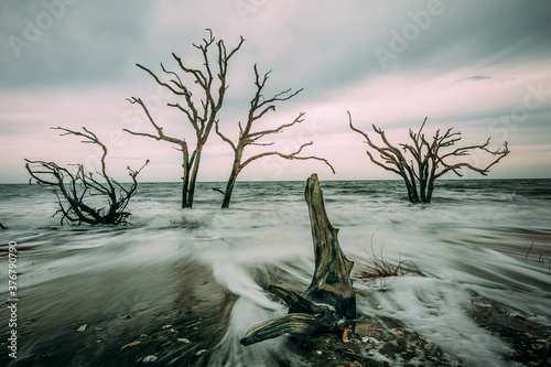 View of dead trees on beach