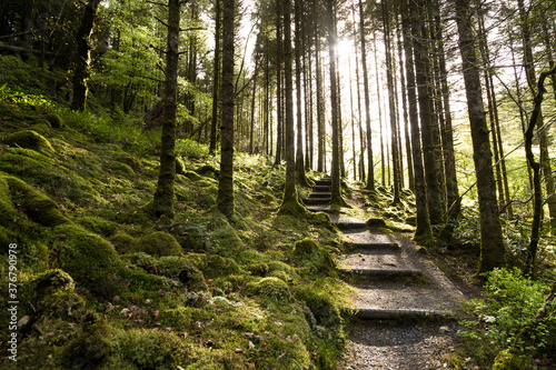 View of path passing through forest