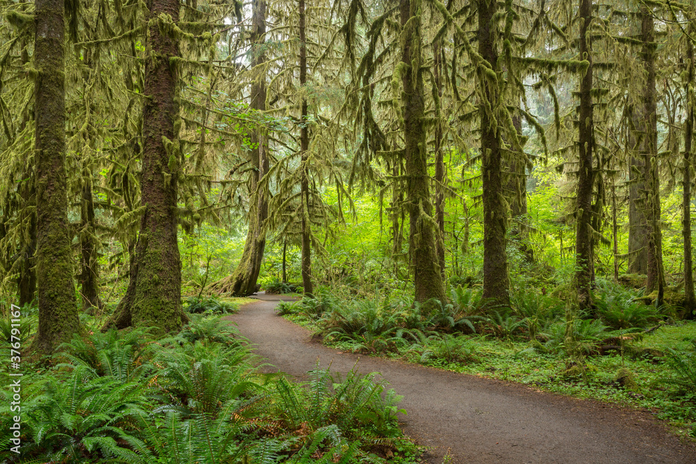 View of road passing through Hoh Rainforest View of road passing through Hoh Rainforest