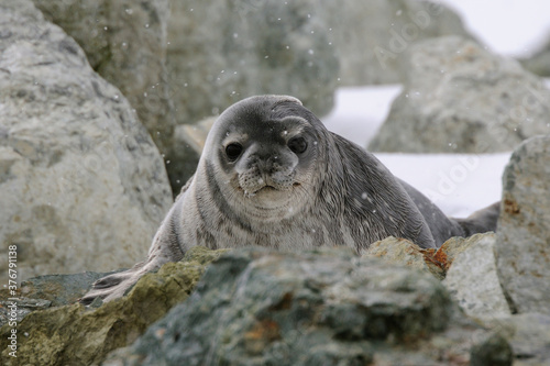 Portrait of weddell seal on rocks photo