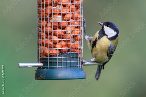 Close up of Great tit feeding from bird feeder photo