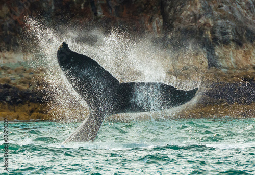 Humpback whale raising it tail in sea