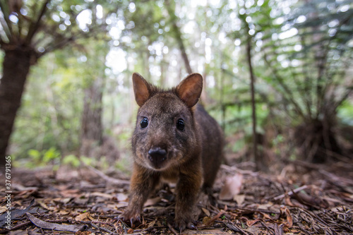 Portrait of pademelon in Tarkine Forest photo