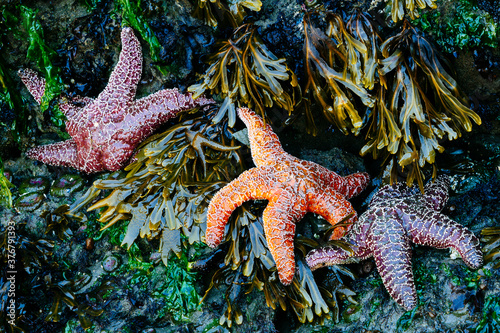 View of starfish on Second Beach photo