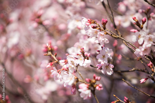 Close up of cherry blossoms photo