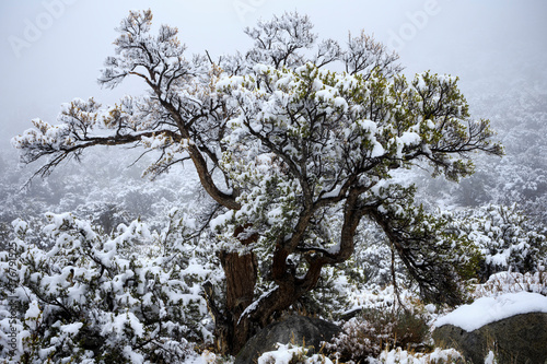 Xerophytic shrubs and snow covered single leaf pinyon on Sierra Mountains in California photo