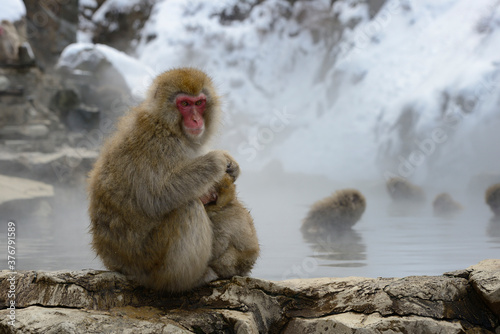 Japanese macaque with infant sitting on rock