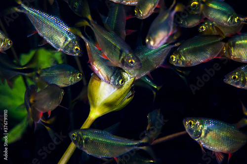 Close up of Mexican tetra fish eating water plant photo